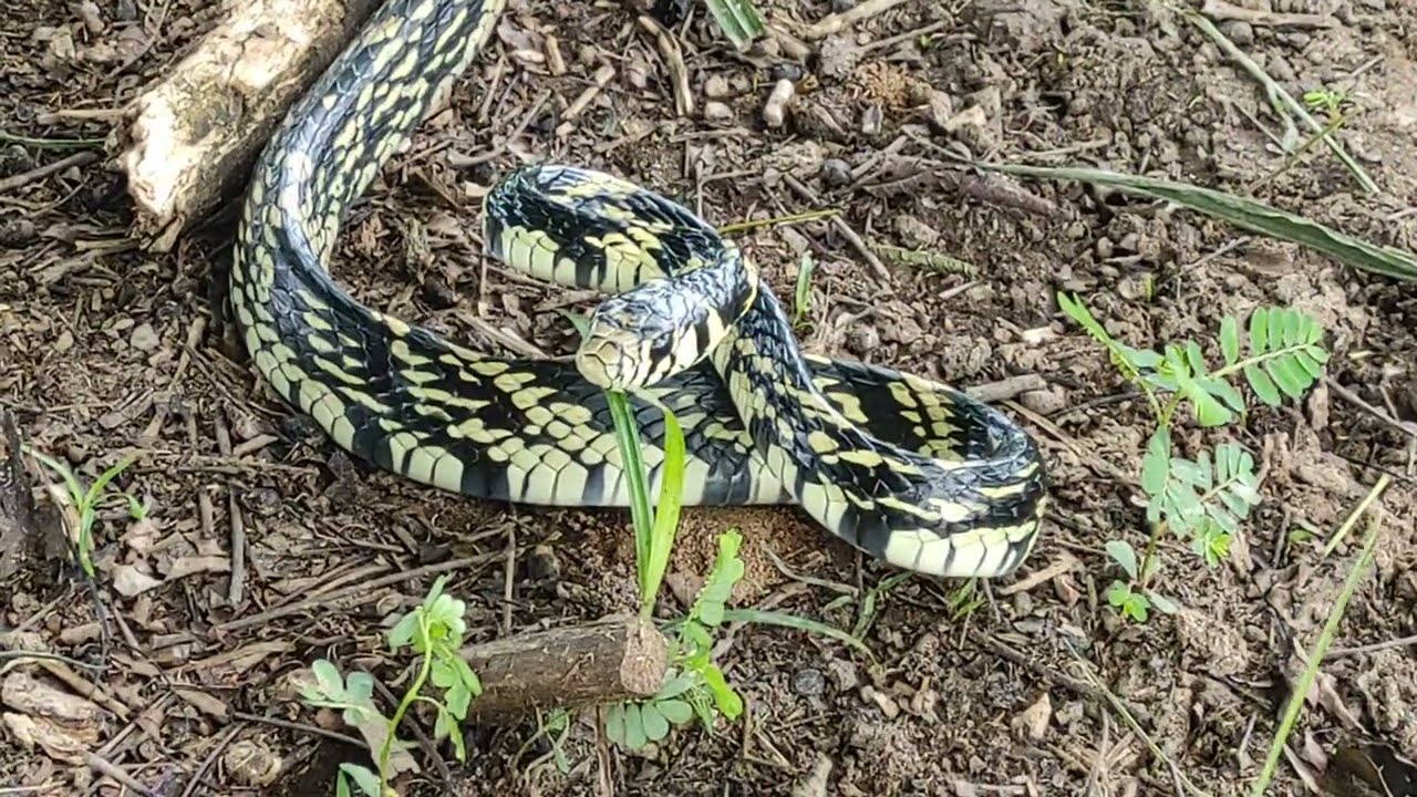 Vídeo mostra cobra caninana perseguindo para atacar – Metro World