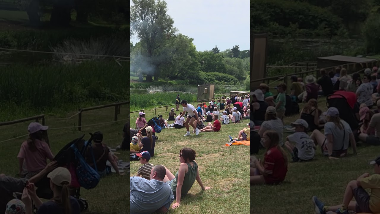 birds of prey show Warwick castle #shorts #warwickcastle #birdsofprey
