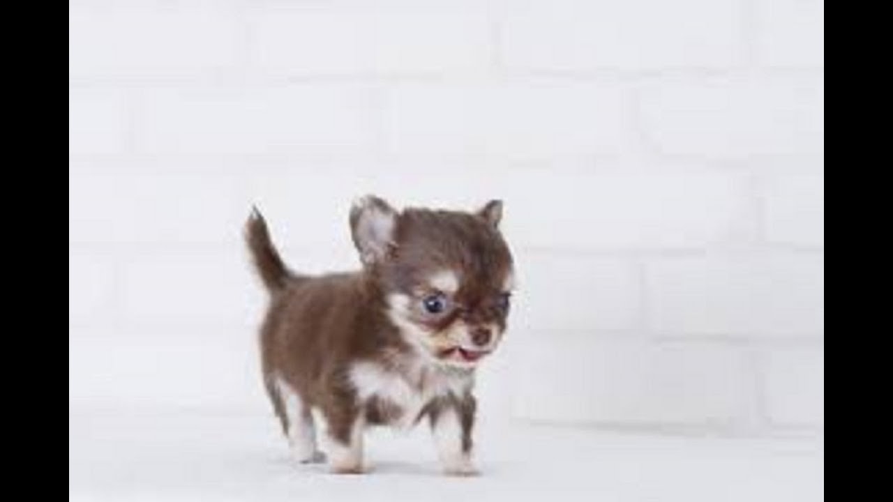 チワワ 生まれたてのチワワの赤ちゃんがかわいすぎる Baby Chihuahua 赤ちゃん Youtube