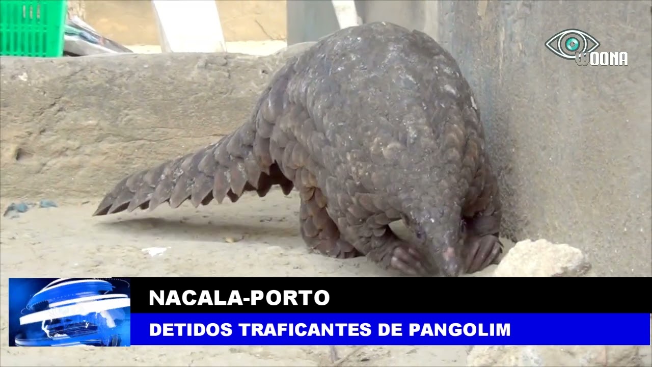 NACALA: Detido suposto traficante de pangolim