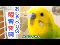【おしゃべりの限界突破】おしゃべりインコメロンちゃん