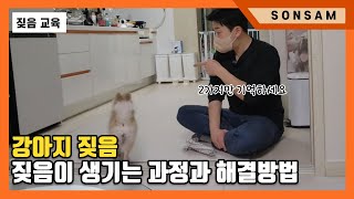 강아지 짖음이 생기는 과정과 해결방법 (Feat. 포메라니안 포포)