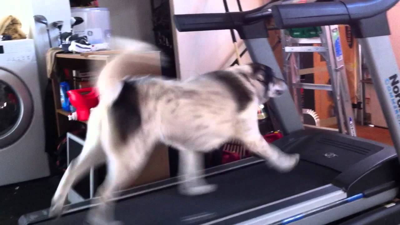 dogs on treadmill funny