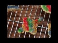 How to Make The Ultimate Holiday Cutout Cookies | MyRecipes