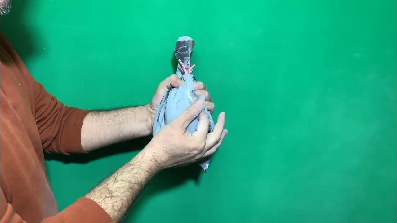 Тр 18. Тр 18
