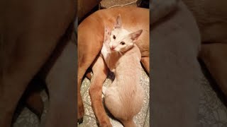 Cat is all Kinds of Confused || ViralHog