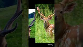 Most beautiful deers pictures ❤️🦌 please like share and subscribe ☺️🥰#deers#shorts Most beautiful deers pictures ❤️🦌 please like share and subscribe ☺️🥰#deers#shorts