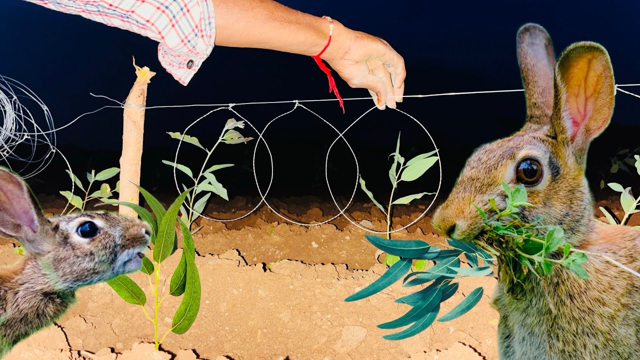 కుందేళ్ళు మా పొలం లో మొక్కలు తింటున్నాయి । rabbits eating plants 🌱 