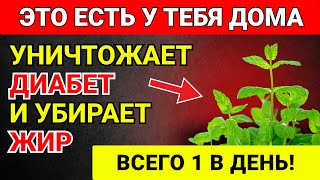 ЧУДО! Один Лист УНИЧТОЖАЕТ ДИАБЕТ, Плохой Холестерин и ЖИР НА ЖИВОТЕ!