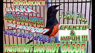 SUARA MASTERAN PALING AMPUH || BIKIN MURAI BATU BISU CEPAT BUNYI DAN IKUT GACOR || 1 jam full