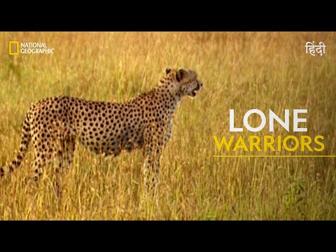 Lone Warriors | Animal Fight Club | เคนเคฟเคจเฅเคฆเฅ | National Geographic