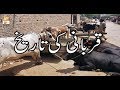 Watch Manshoore Quran 19th August 2018 ARY Qtv Online In HD