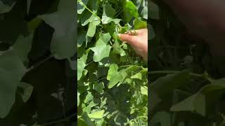 Do You Know What Or How To Eat This Plant?? Ivy Gourd Coccinia Grandis
