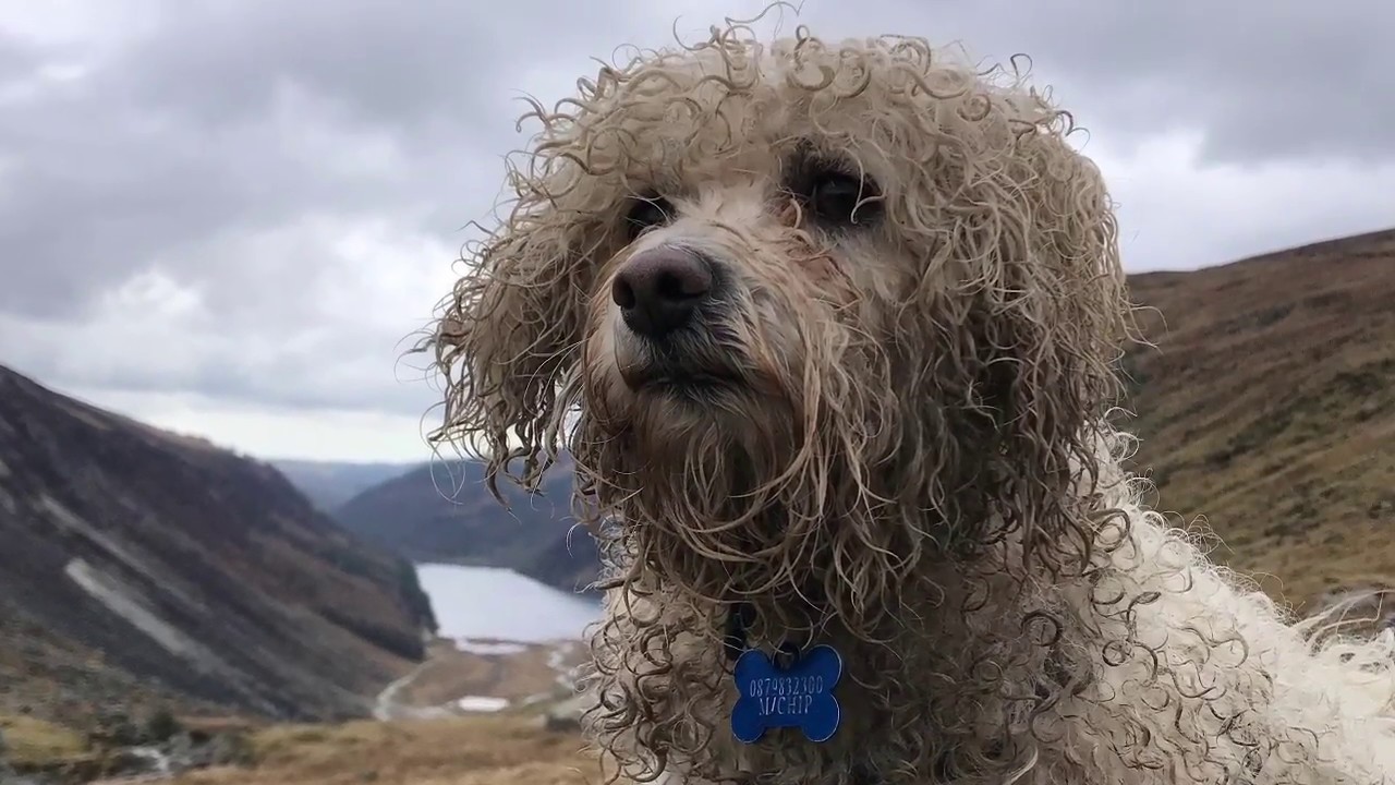 Glendalough White Route - Spinc and Glenealo Valley