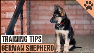 Best German Shepherd Puppy Training Tips | Dog World