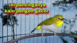 Suara Burung Pleci Gacor Ngalas || Pleci Ngalas || Pleci Gacor || Pleci Nembak || Pleci Bustomi