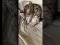 My cat the Champion of keeping busy