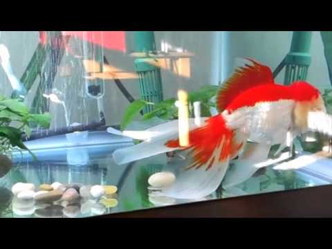 Petco Dollar Per Gallon Sale 2012 - YouTube