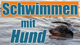 Hund schwimmen beibringen  so klappt es!  Hundetrainer Steve Kaye
