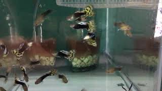 Championship Show Guppies HB AOC's Available October 2017 Championship Show Guppies HB AOC's Available October 2017