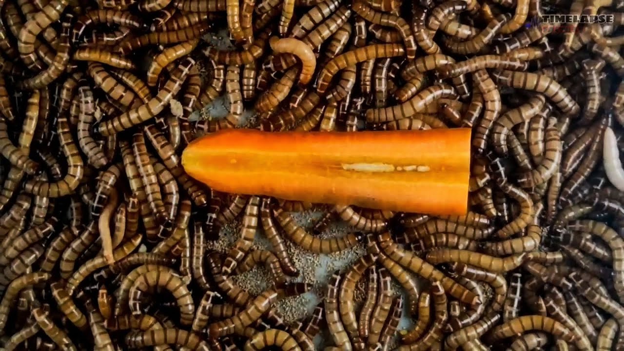 mealworms eating carrot YouTube