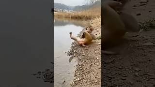 Monkey Play with Tiny #monkey #funny #animals #wildlife #shortvideos #shortsfeed #dreamscreenai