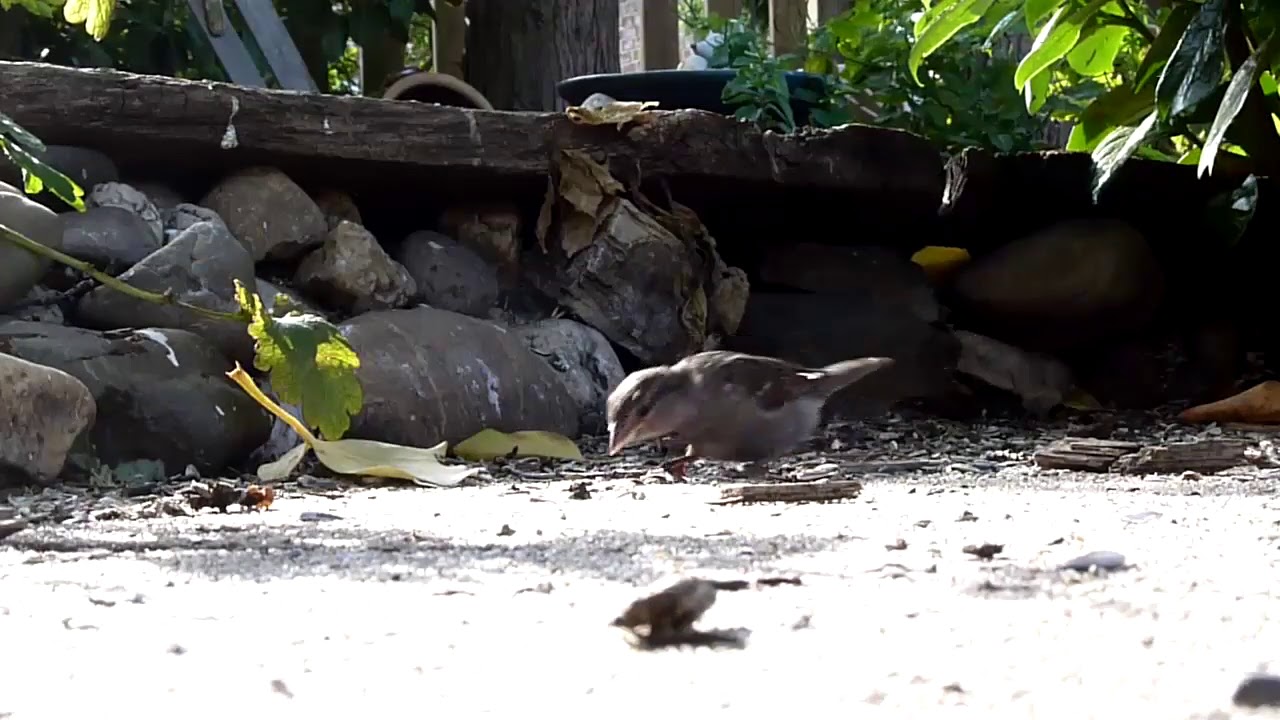 Süße freie Freunde; ` Tierkino` im Garten