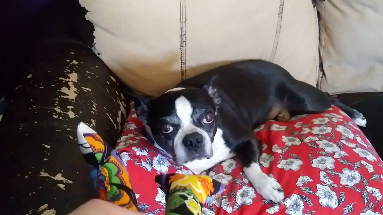 Homemade Dog Toys / Dogs Reaction - YouTube
