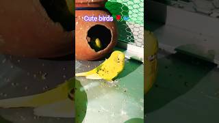 Cute Budgies Parrot 🐦 #parrot #talkingbird #lovebirds #shorts