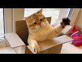 Fat Daddy Cat plays in the box like a little kitten