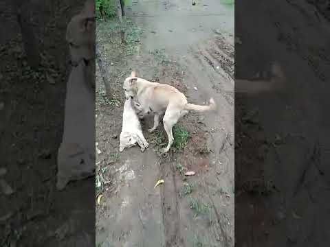 Mother Dog Taking Away Her Puppy From Road After Accident 😭 #hitandrun, subscribe please