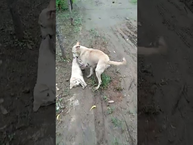 Mother Dog Taking Away Her Puppy From Road After Accident 😭 #hitandrun, subscribe please class=