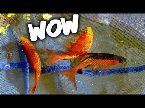 cichlid aquarium plants Can Petco Fish Really Look This Good?