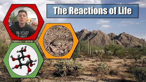 AP Bio 1.3 - Introduction to Macromolecules
