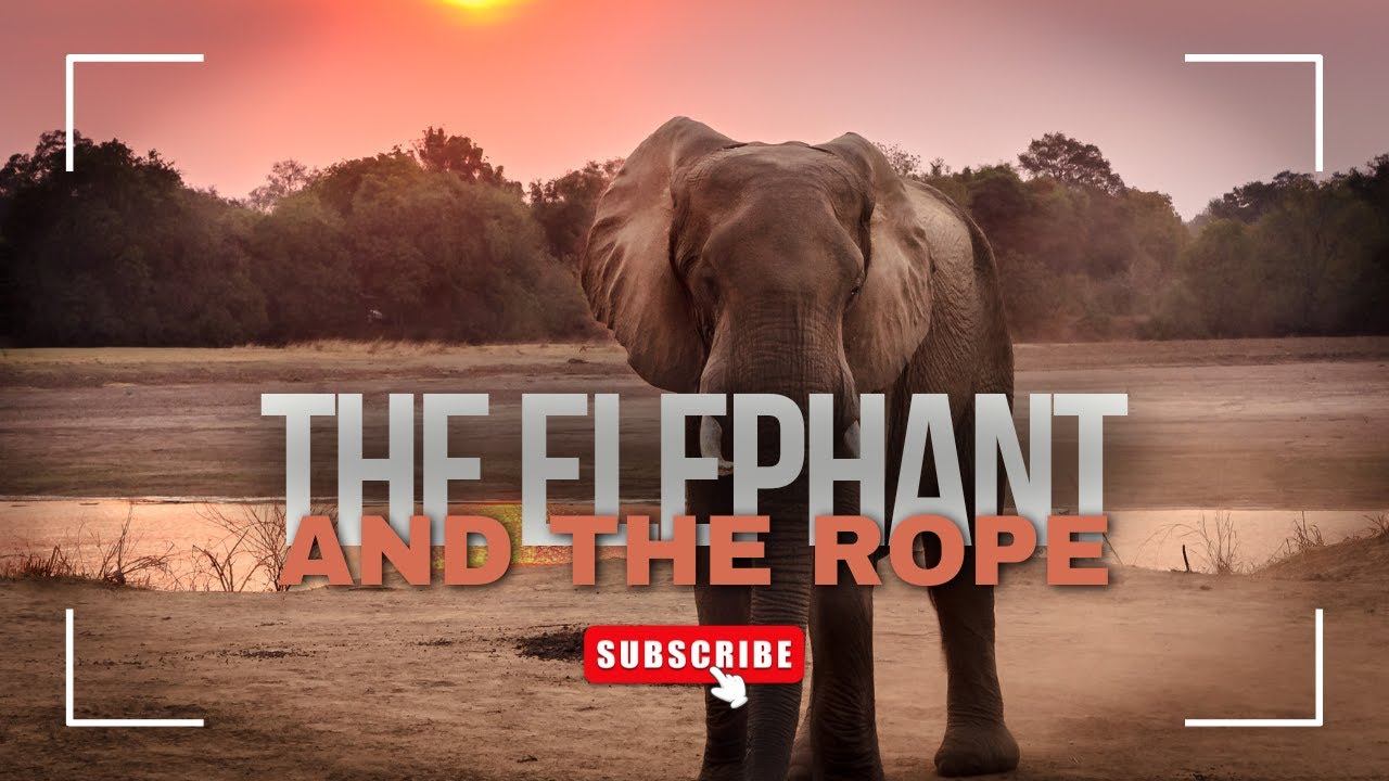 The Elephant and the Rope – Powerful Motivational Story to Overcome ...