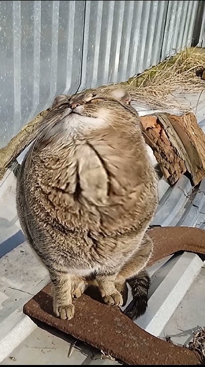 жирный кот 😸 - YouTube