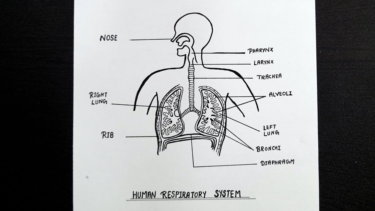 Соотнесите изображение органа дыхания с представителем класса. Дыхательная система. Дыхательная система рисунок. Дыхательная система человека рисунок ЕГЭ. Respiratory System diagram.
