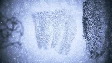 MITOCHONDRIAL SUN - Pulsar 1 (official video)