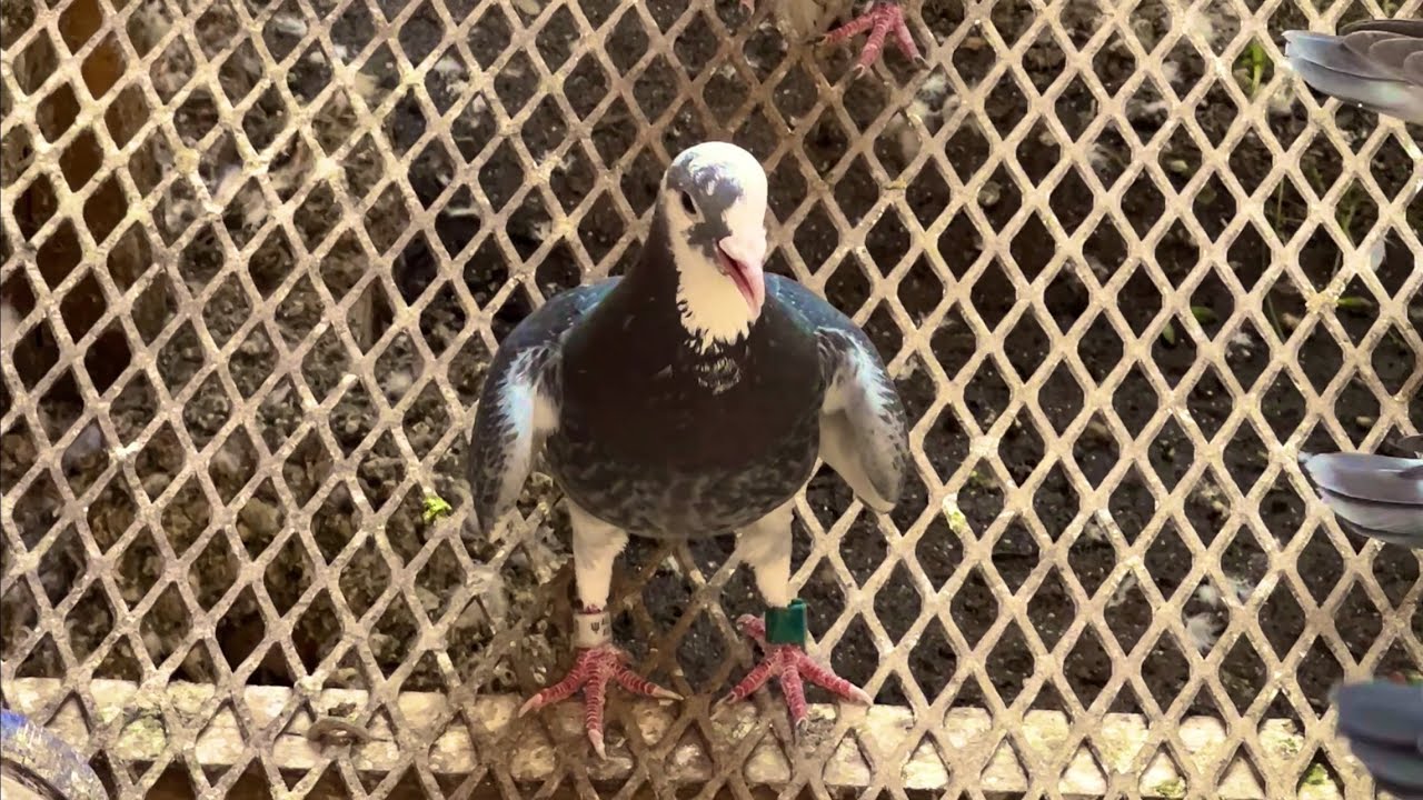 A training day for the old pigeon racing team