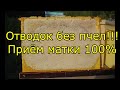 Отводок без пчёл!!! Приём матки 100%!!!