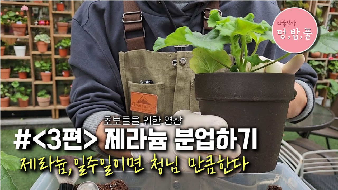 제라늄 분업,제라늄1주일이면 청님만큼 한다[3편] #제품구입은 더보기에 있어요