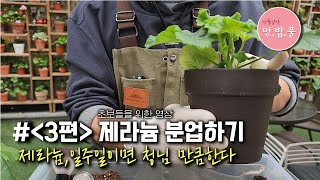 제라늄 분업,제라늄1주일이면 청님만큼 한다[3편] #제품구입은 더보기에 있어요