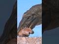 リバーススピノサウルスがスティギモロクを狩猟していた/Rebirth Spinosaurus was hunting a Stygimoloch. Jurassic World Evolution 3