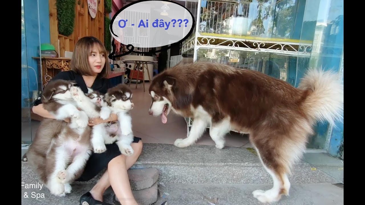 puppy paradise Hậu duệ của Mật đời thứ 3 - Tự hào về mấy bé Mật Junior quá