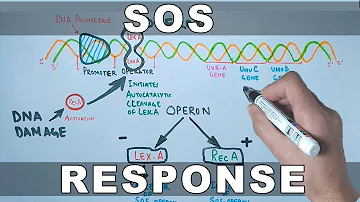 SOS Response and DNA Repair