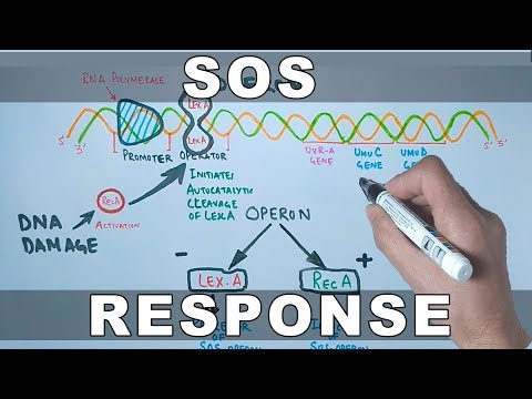 Video: Virala Och Cellulära SOS-reglerade Motorproteiner: DsDNA-translokationsmekanismer Med Divergerande Funktioner