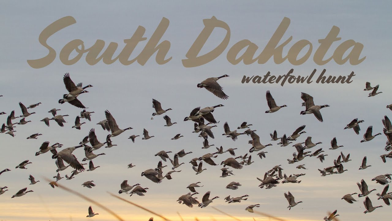 Good Early Season Goose Hunting in South Dakota