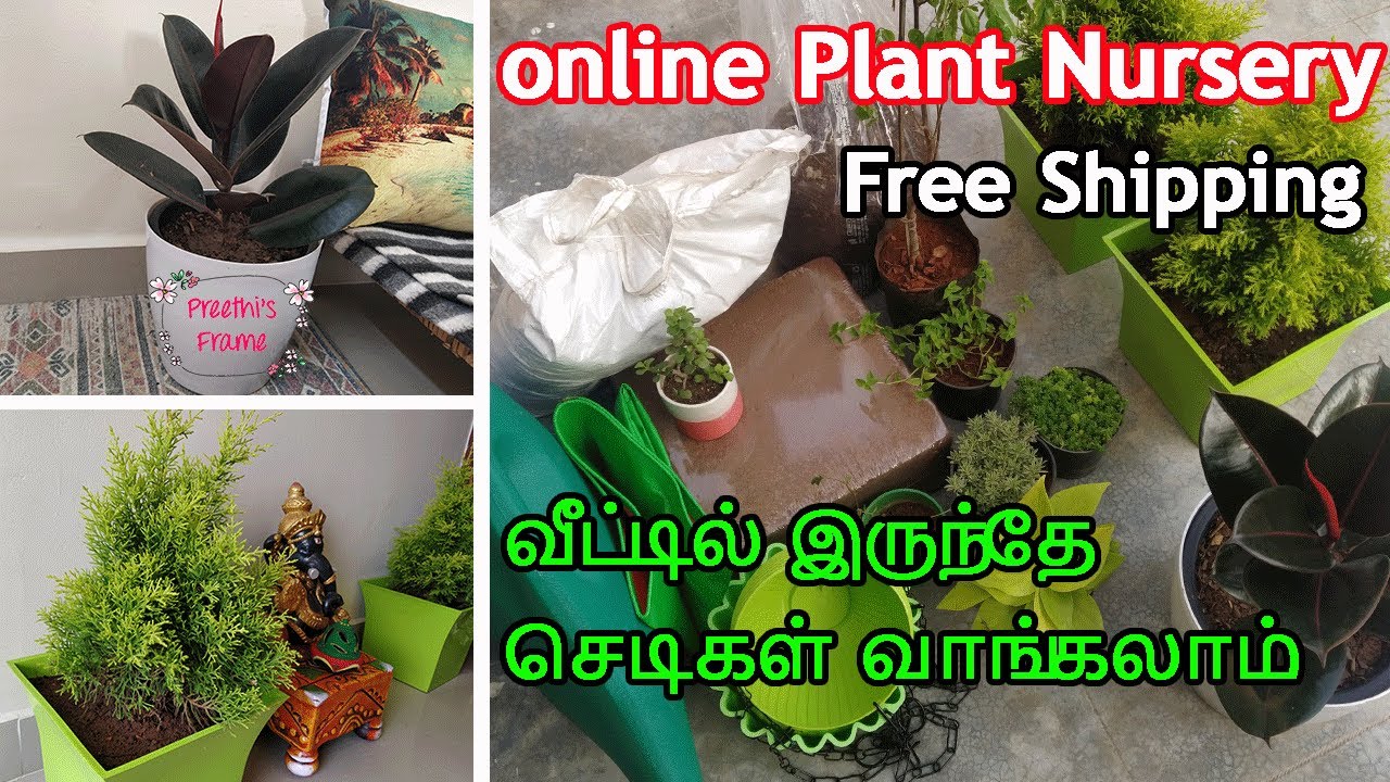 வீட்டில் இருந்தே செடிகள் வாங்கலாம் Indoor Plant with Price Online
