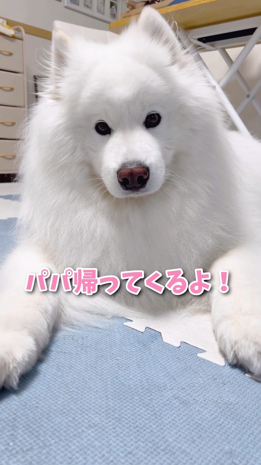 大好きなパパの帰宅を知った大型犬の反応が可愛い #samoyed #サモエド