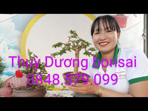 Video ❤️ clip số 71. vườn kiểng Thuỳ Dương bonsai. trang... - youtube